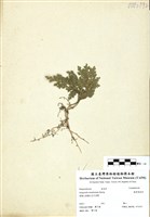 藏品(擬密葉卷柏)的圖片